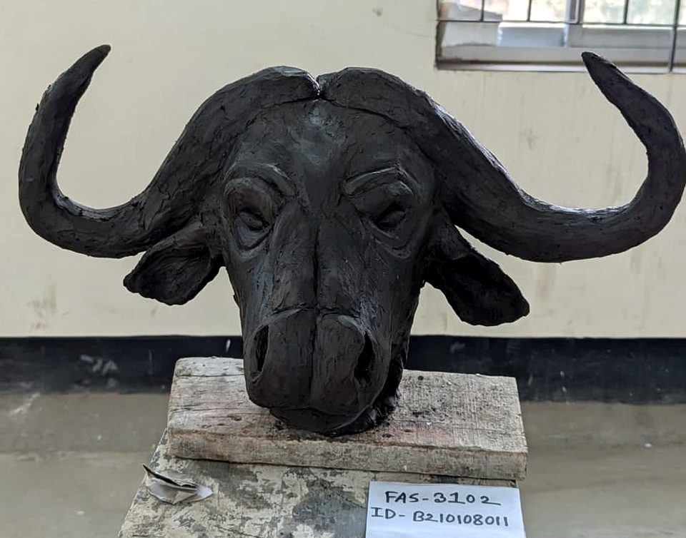 Cape Buffalo Head — frontal anatomical study
