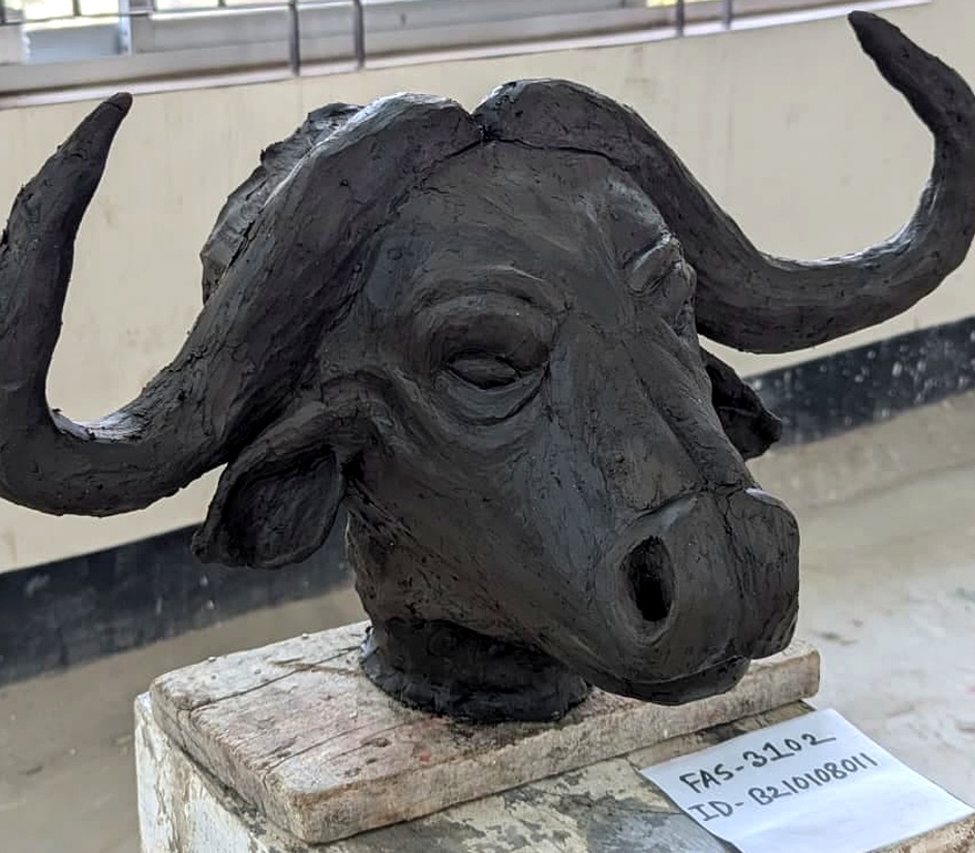 Cape Buffalo Head — three-quarters perspective study